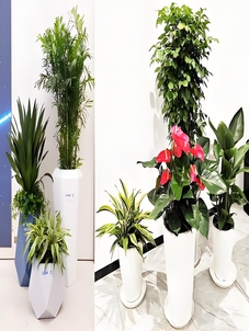 余姚实惠花木租摆，打造性价比超高的绿植环境！